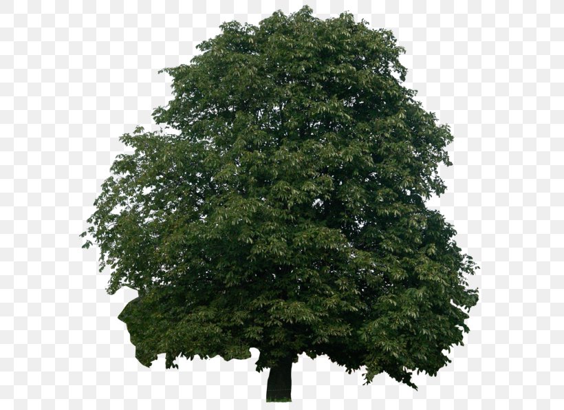 Populus Nigra Tree Photography, PNG, 600x596px, Populus Nigra, Branch, Cottonwood, Evergreen, Gimp Download Free