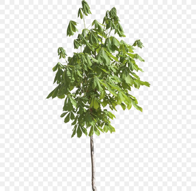 Tree Branch Leaf Shrub, PNG, 443x800px, Tree, Branch, Evergreen, Flowerpot, Leaf Download Free