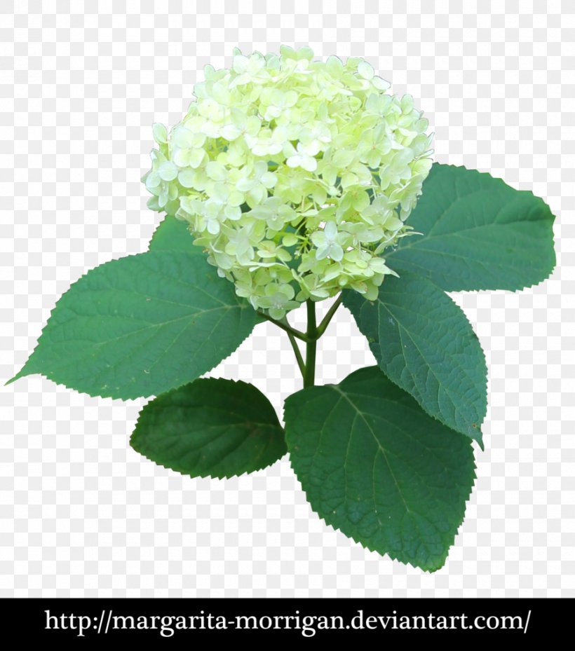 Margarita French Hydrangea Plant DeviantArt Flower, PNG, 900x1020px, Margarita, Art, Cornales, Deviantart, Flower Download Free