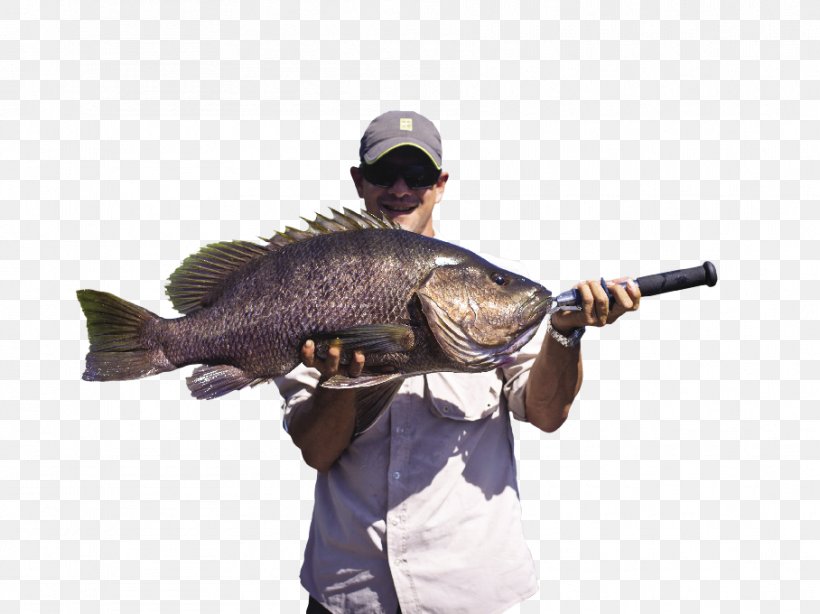 Papua New Guinea Fishing Rods Barramundi, PNG, 908x680px, Papua New Guinea, Accommodation, Barramundi, Bass, Carp Download Free