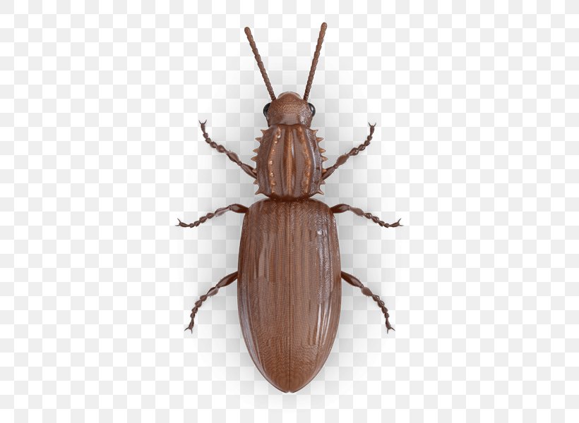 Scarabs Ground Beetle Pest Pantry, PNG, 425x600px, Scarabs, Arthropod, Beetle, Confused Flour Beetle, Cupboard Download Free