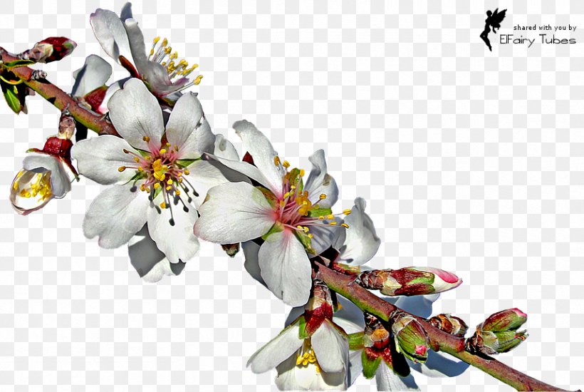 Almond Blossoms Twig Download, PNG, 858x576px, Almond, Almond Blossoms, Arecaceae, Blossom, Branch Download Free