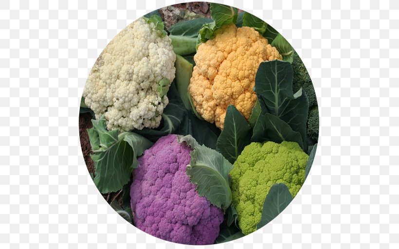 Cauliflower Cruciferous Vegetables Romanesco Broccoli, PNG, 512x512px, Cauliflower, Brassica Oleracea, Broccoflower, Broccoli, Cabbage Download Free