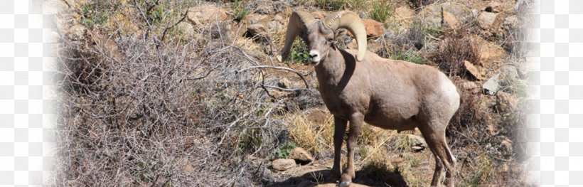 Chamois Goat Antelope Wildlife Terrestrial Animal, PNG, 1400x450px, Chamois, Animal, Antelope, Fauna, Goat Download Free