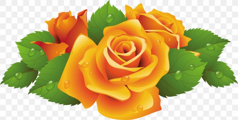Clip Art Vector Graphics Rose Image Illustration, PNG, 1600x804px, Rose, Cut Flowers, Floral Design, Floristry, Flower Download Free