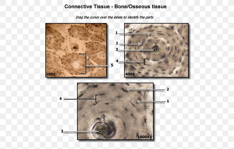 Dense Connective Tissue Bone Anatomy, PNG, 550x525px, Connective Tissue, Anatomy, Biology, Bone, Cartilage Download Free