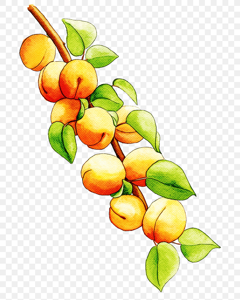 Fruit Tree, PNG, 713x1024px, Plant, Branch, Citrus, Flower, Food Download Free
