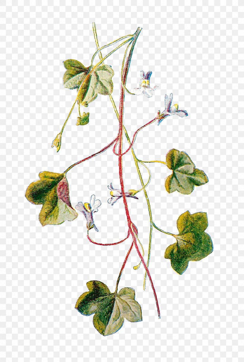 Kenilworth Ivy Yellow Toadflax Flower Illustration, PNG, 1079x1600px, Flower, Botany, Branch, Flax, Flora Download Free