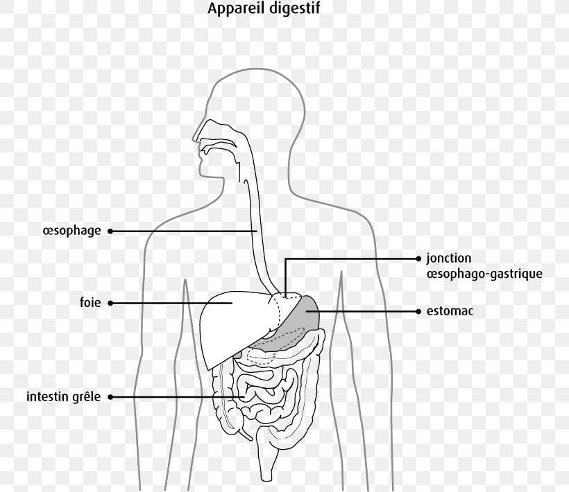 Pancreas Digestion Human Digestive System Bile Human Anatomy, PNG, 744x710px, Watercolor, Cartoon, Flower, Frame, Heart Download Free