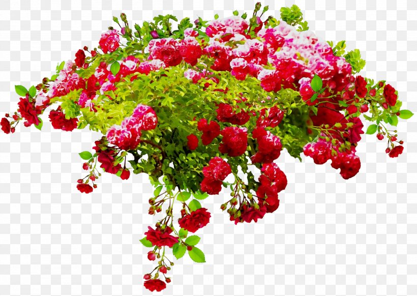 Rose, PNG, 2204x1566px, Watercolor, Bougainvillea, Bouquet, Branch, Cut Flowers Download Free