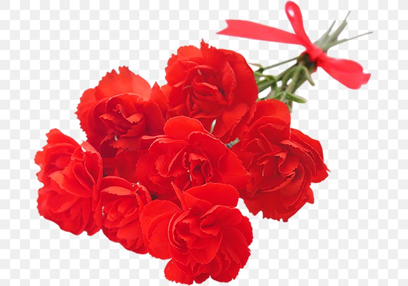 Cut Flowers Mother's Day Centifolia Roses Garden Roses, PNG, 685x574px, Cut Flowers, Annual Plant, Artificial Flower, Begonia, Carnation Download Free