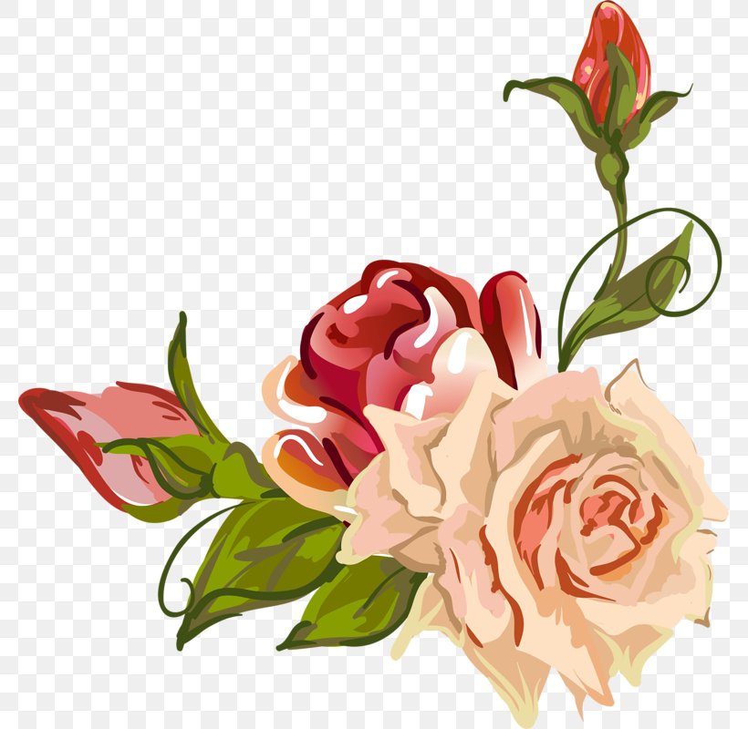 Garden Roses Centifolia Roses Flower Petal Drawing, PNG, 779x800px, Garden Roses, Artificial Flower, Cecil Kennedy, Centifolia Roses, Cut Flowers Download Free