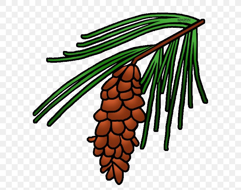 Longleaf Pine Loblolly Pine Conifer Cone Tree Clip Art, PNG, 642x648px, Longleaf Pine, Artwork, Branch, Commodity, Cone Download Free