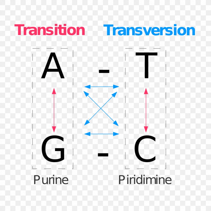 Point Mutation Transversion Transition Genetics, PNG, 1024x1024px, Point Mutation, Amino Acid, Area, Base Pair, Biology Download Free