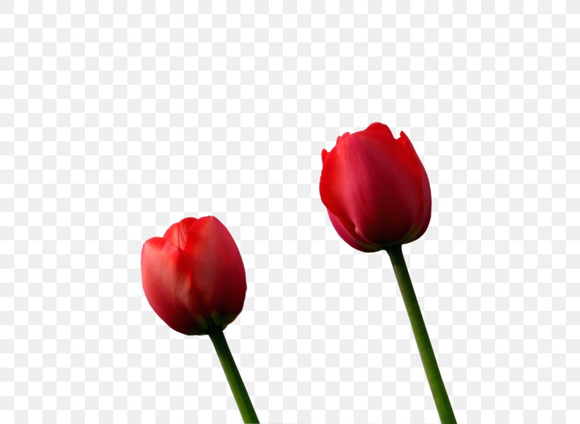 Tulip Petal Close-up Plant Stem, PNG, 600x600px, Tulip, Bud, Close Up, Closeup, Flower Download Free