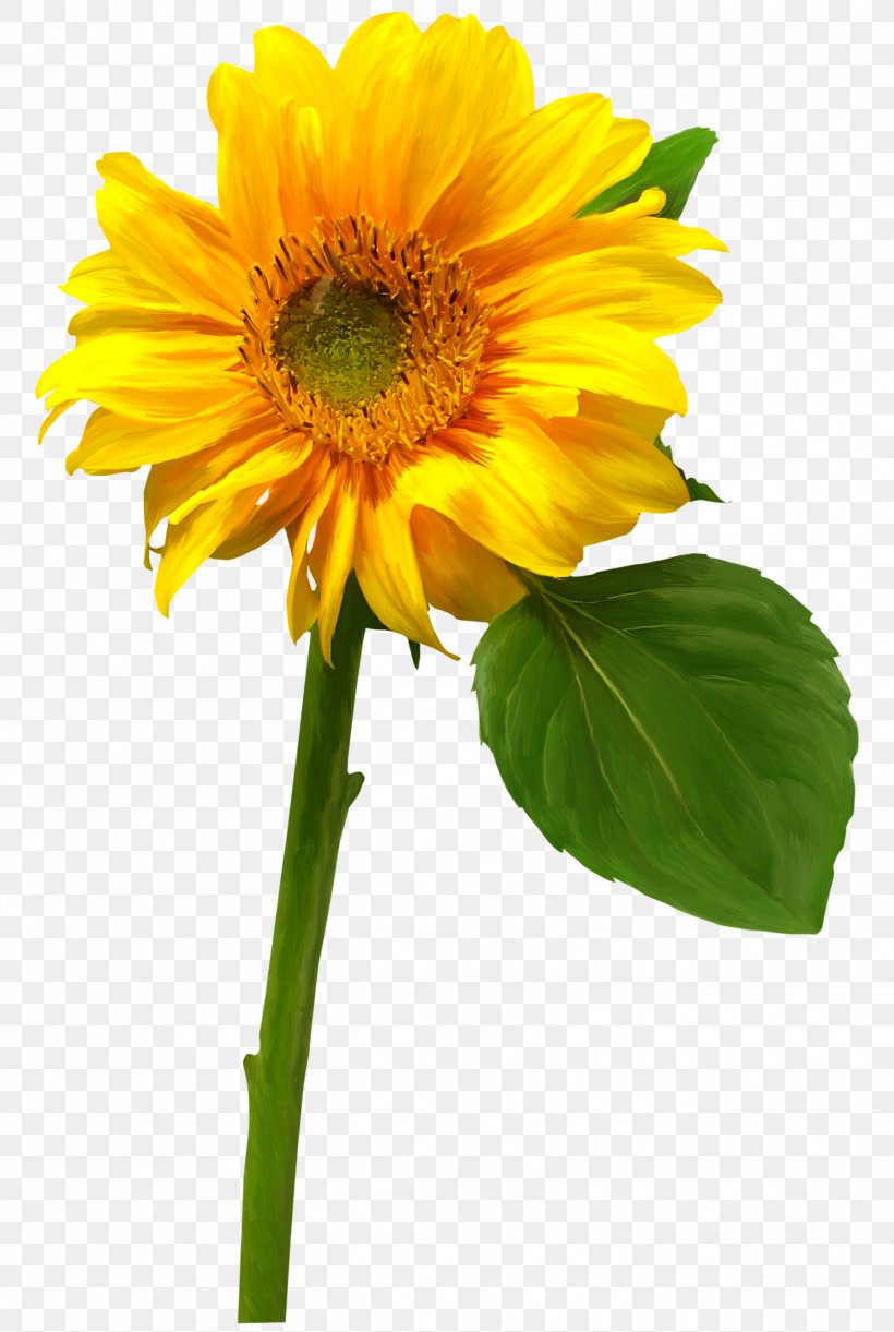 Common Sunflower Clip Art, PNG, 2610x3887px, Common Sunflower, Albom, Annual Plant, Cut Flowers, Daisy Family Download Free
