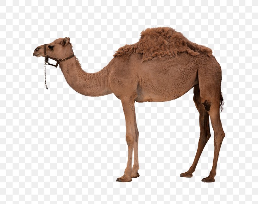 Dromedary Bactrian Camel Clip Art, PNG, 650x650px, Dromedary, Arabian Camel, Bactrian Camel, Camel, Camel Like Mammal Download Free