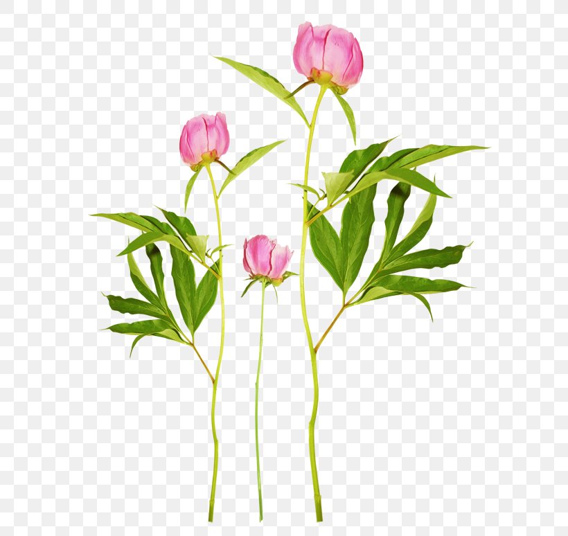 Peony Clip Art, PNG, 600x774px, Peony, Bud, Cut Flowers, Floral Design, Floristry Download Free