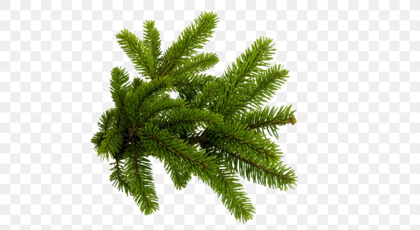 Clip Art Spruce Branch Conifers, PNG, 600x450px, Spruce, Biome, Branch, Christmas Day, Christmas Ornament Download Free
