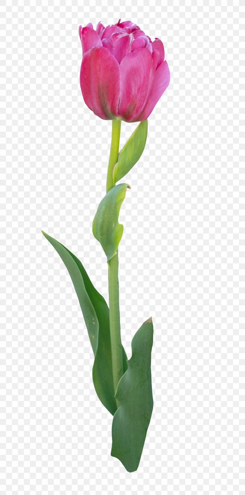 Tulip Flower Bouquet Clip Art, PNG, 1260x2543px, Tulip, Bud, Color, Cut Flowers, Digital Image Download Free