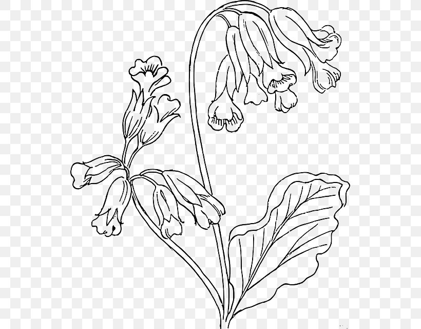 Cowslip Drawing Flower Clip Art, PNG, 545x640px, Cowslip, Art, Black And White, Branch, Coloring Book Download Free