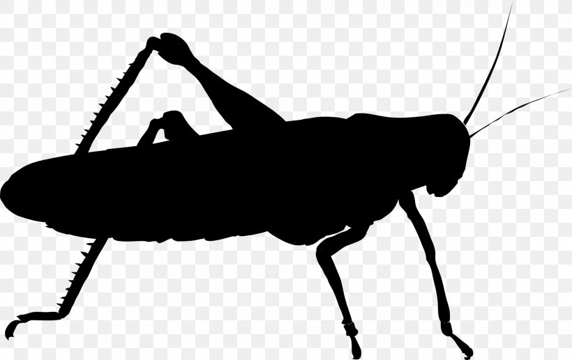 Insect Stock Photography Cricket Illustration, PNG, 1920x1211px, Insect, Alamy, Arthropod, Bug, Cricket Download Free