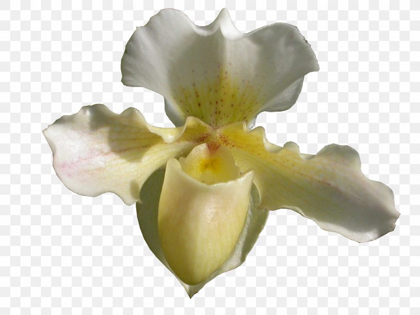 Orchids Lady's-slipper JPEG Portable Network Graphics Clip Art, PNG, 2272x1704px, Orchids, Cattleya, Cattleya Orchids, Flower, Flowering Plant Download Free