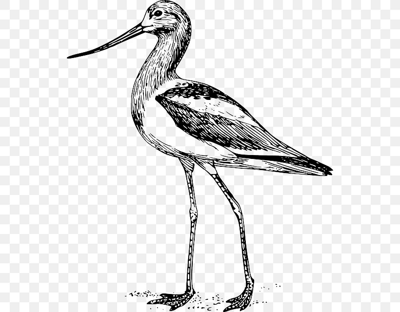 Bird Drawing Beak CATALYST Magazine, PNG, 546x640px, Bird, Animal, Art, Artwork, Avocet Download Free