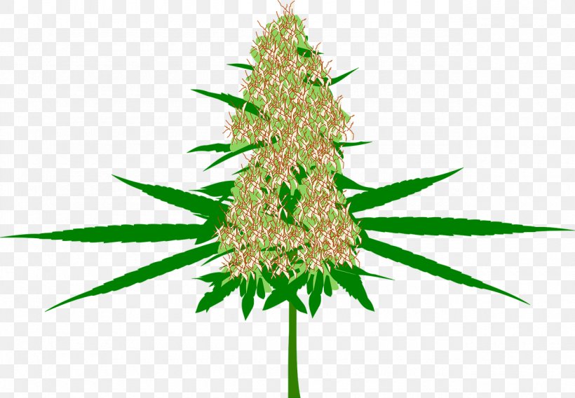 Hash, Marihuana & Hemp Museum Medical Cannabis Bud, PNG, 1280x887px, Hash Marihuana Hemp Museum, Bud, Cannabidiol, Cannabis, Cannabis Sativa Download Free