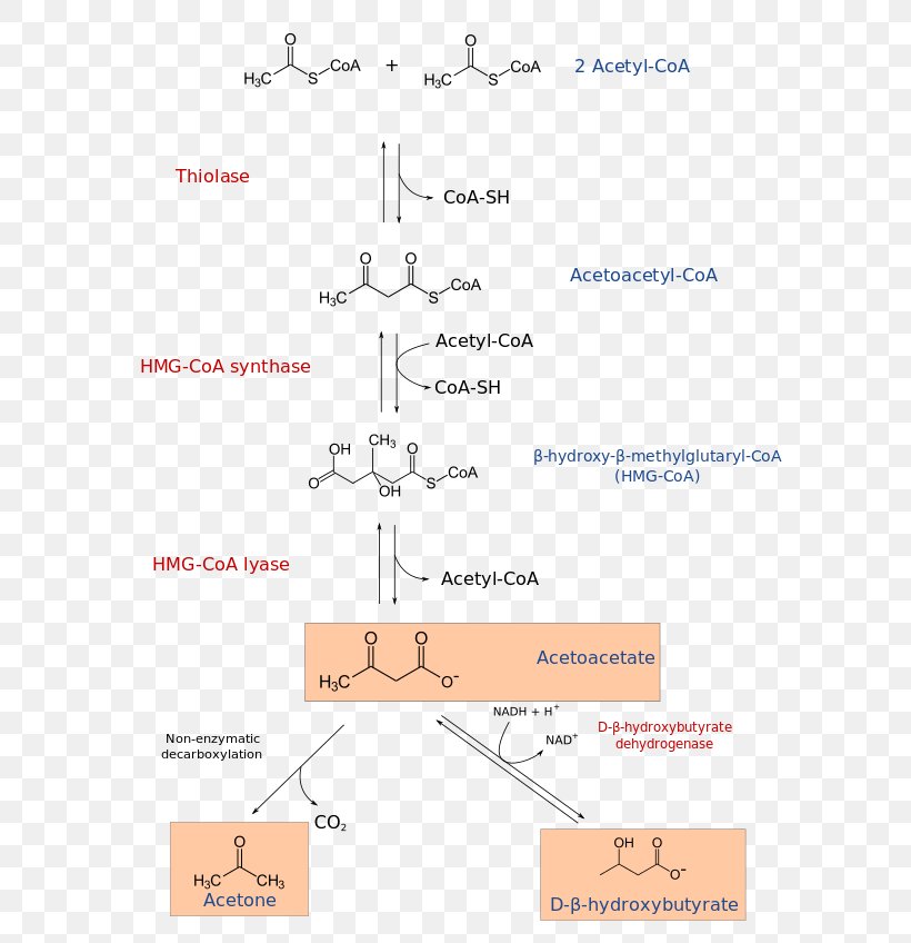 HMG-CoA 3-hydroxy-3-methylglutaryl-CoA Lyase Ketone Bodies Acetyl-CoA Coenzyme A, PNG, 600x848px, Hmgcoa, Acetoacetic Acid, Acetoacetylcoa, Acetylcoa, Area Download Free