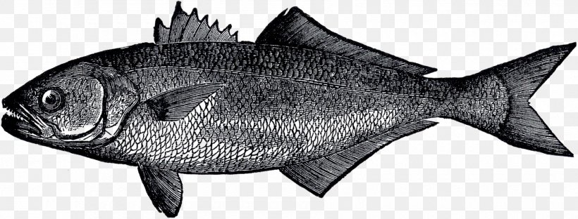 Milkfish Marine Biology Fish Products Marine Mammal, PNG, 1800x687px, Fish, Biology, Black And White, Fauna, Fish Products Download Free
