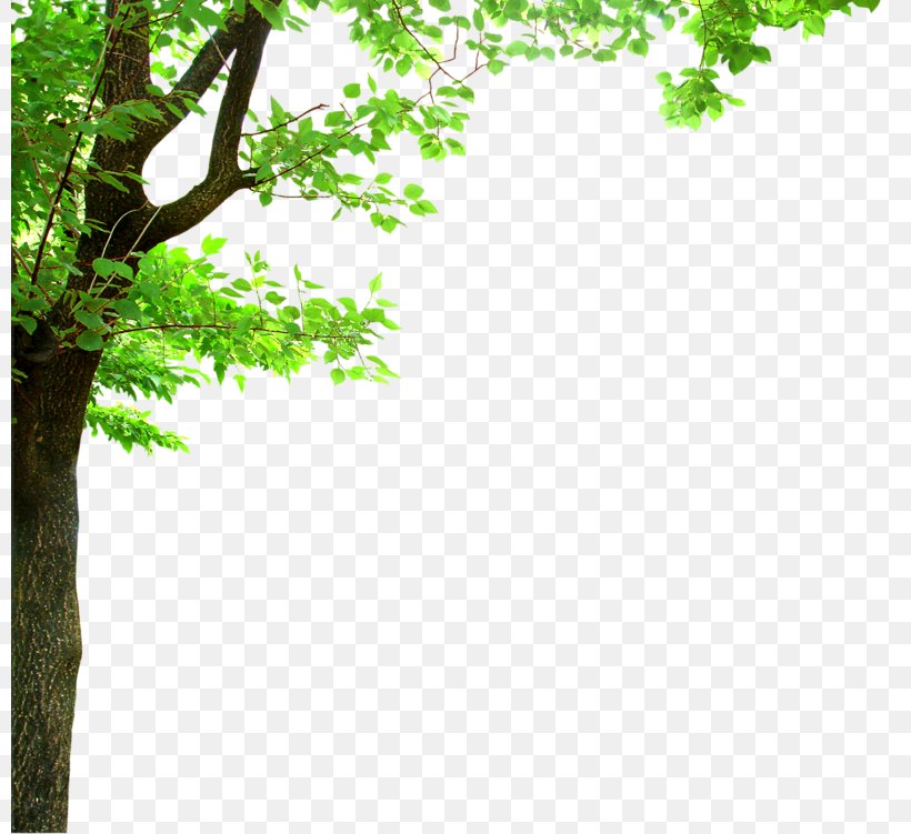 Shade Tree Branch Oak Clip Art, PNG, 800x751px, Tree, Area, Branch, Color, Forest Download Free