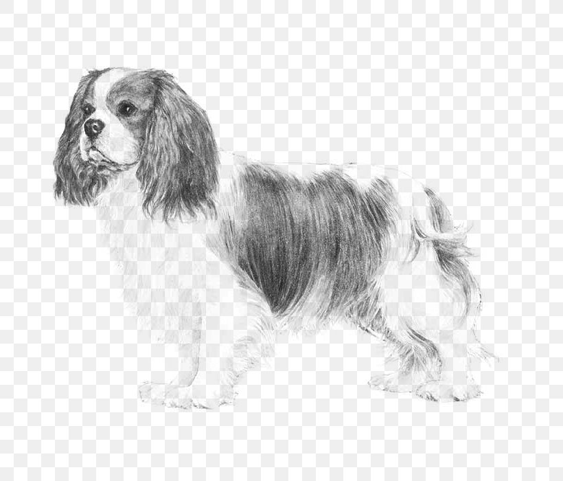 Cavalier King Charles Spaniel Glen Puppy French Bulldog, PNG, 700x700px, Cavalier King Charles Spaniel, American Kennel Club, Black And White, Breed, Breed Standard Download Free