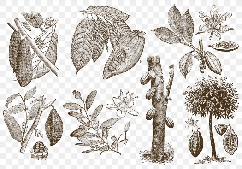 Drawing Cocoa Bean Download Theobroma Cacao, PNG, 5833x4083px, Drawing, Art, Black And White, Chocolate, Cocoa Bean Download Free