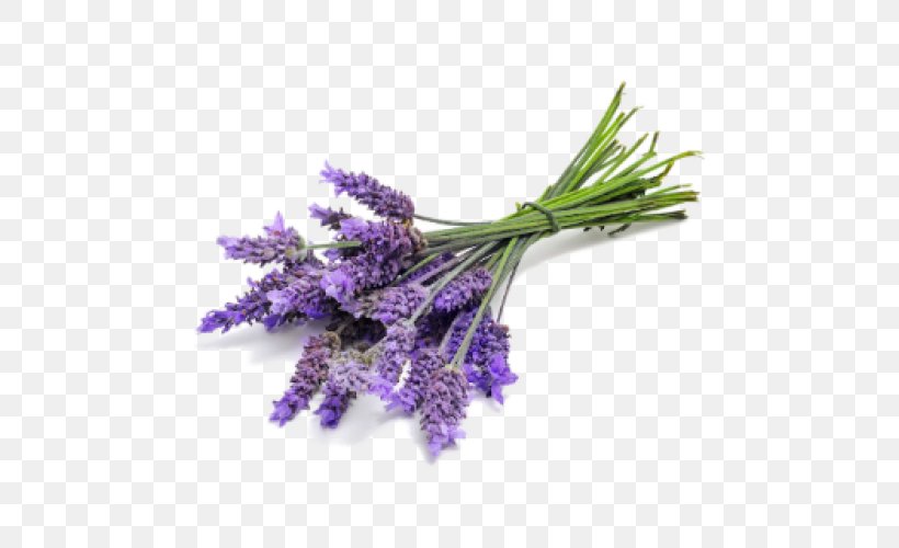 English Lavender DoTerra Essential Oil Lavender Oil, PNG, 500x500px, English Lavender, Aroma Compound, Doterra, Essential Oil, Flower Download Free