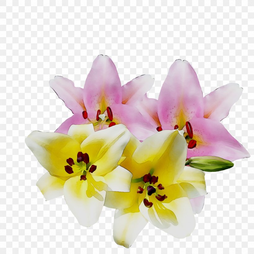 Moth Orchids Cut Flowers Floral Design Flower Bouquet, PNG, 1408x1408px, Moth Orchids, Amaryllis Belladonna, Artificial Flower, Bouquet, Cattleya Download Free