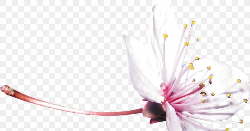 Shrub Flower Nature Desktop Wallpaper Tree, PNG, 1200x630px, Shrub, Blossom, Branch, Computer, Fish Download Free