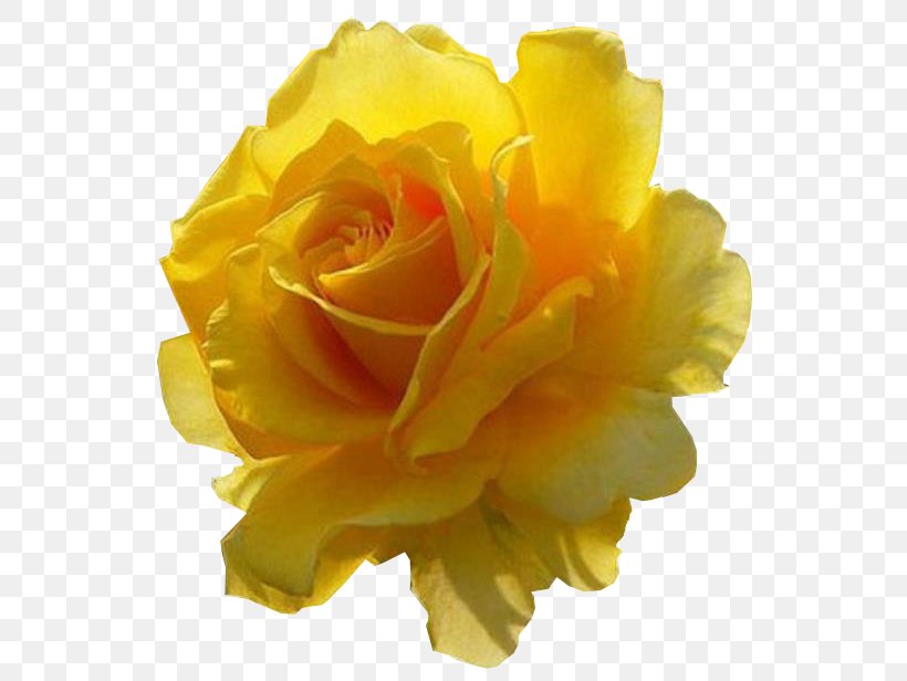 Tarikh-e Beyhaqi Flower Yellow LN Variedades Artigos Religiosos Garden Roses, PNG, 574x616px, Flower, Centifolia Roses, Cut Flowers, Floribunda, Flowering Plant Download Free