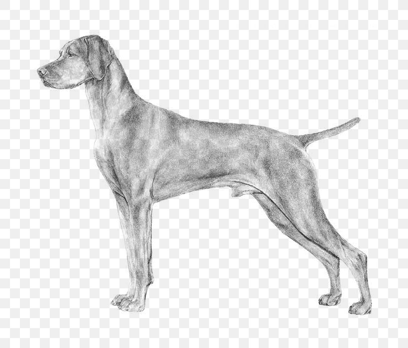 Weimaraner Wirehaired Vizsla Pembroke Welsh Corgi Pointer, PNG, 700x700px, Weimaraner, American Foxhound, American Kennel Club, Black And White, Breed Download Free