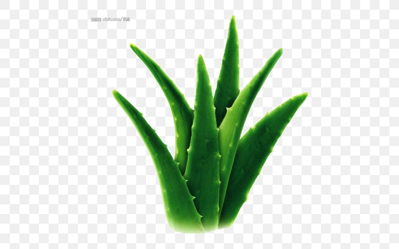 Aloe Vera Candelabra Aloe Cape Aloe Detoxification Asphodelaceae, PNG, 512x512px, Aloe Vera, Aloe, Aloes, Alternative Health Services, Asphodelaceae Download Free
