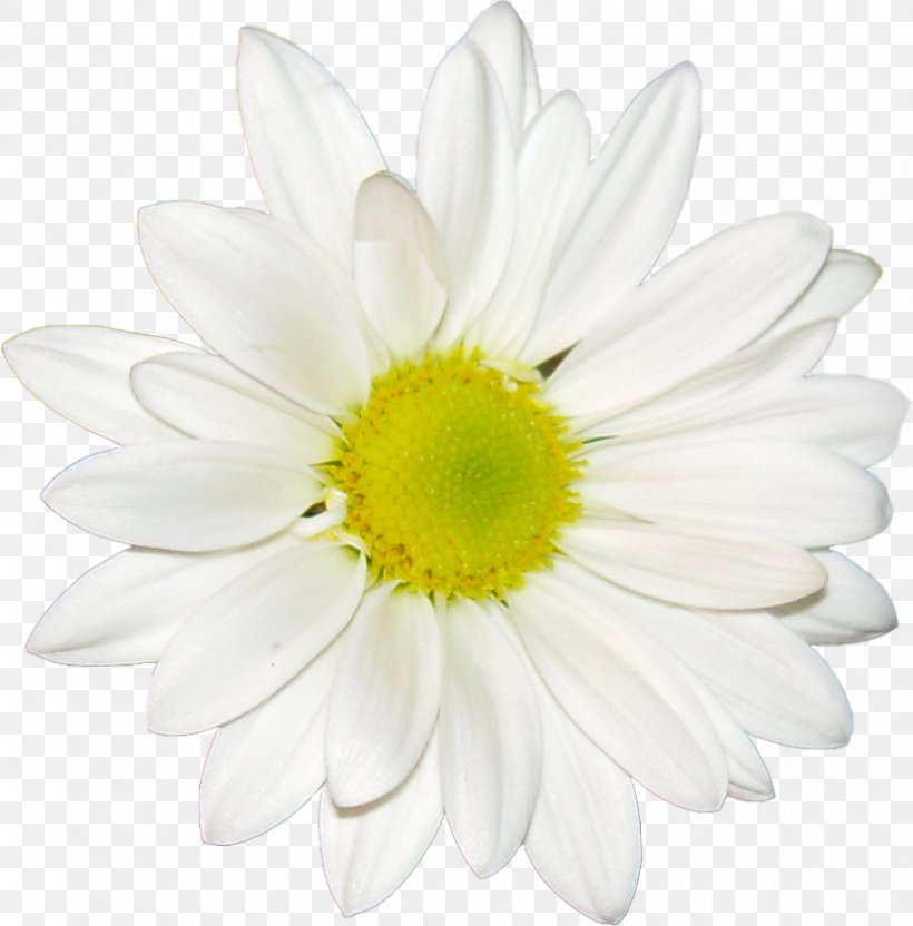 Common Daisy Desktop Wallpaper Flower Oxeye Daisy Chamomile, PNG, 830x843px, Common Daisy, Annual Plant, Blue, Chamaemelum Nobile, Chamomile Download Free