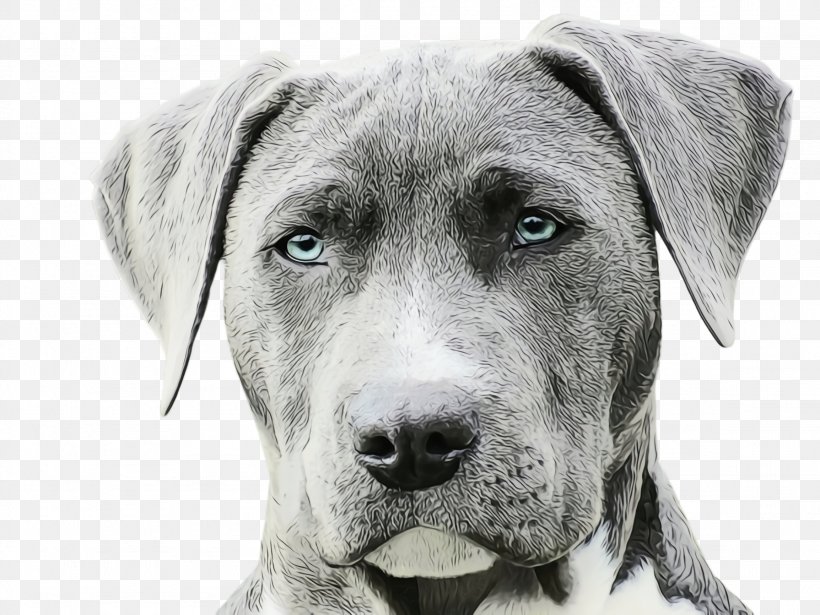 Cute Dog, PNG, 2308x1732px, Cute Dog, Ancient Dog Breeds, Animal, Catahoula Bulldog, Dog Download Free