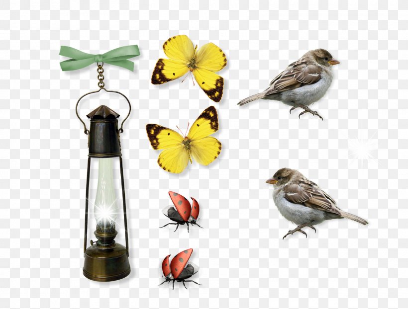 Finches Beak Bird Food Fauna, PNG, 1600x1214px, Finches, Beak, Bird, Bird Food, Bird Supply Download Free