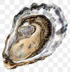 Oyster - Realistic Oyster Illustration PNG