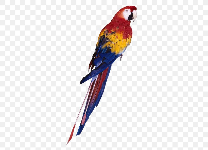 Parrot Bird Budgerigar Cockatiel Toy, PNG, 600x590px, Parrot, Beak, Bird, Bird Nest, Birdcage Download Free