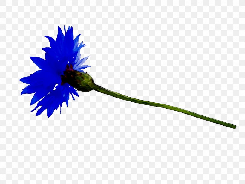 Plant Stem Plants, PNG, 1536x1152px, Plant Stem, Blue, Daisy Family, Flower, Flowering Plant Download Free