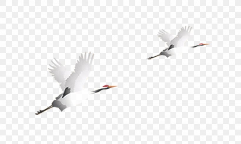 Qingming Google Images Wallpaper, PNG, 1355x809px, Qingming, Beak, Bird, Bird Migration, Concepteur Download Free