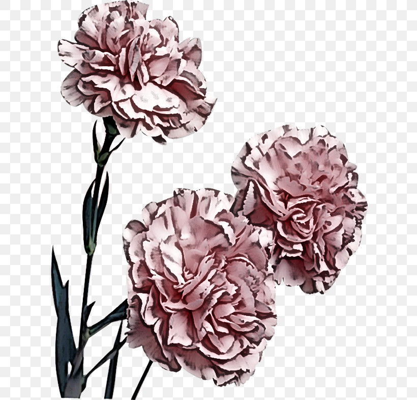 Rose, PNG, 626x785px, Flower, Carnation, Chinese Peony, Cut Flowers, Peony Download Free