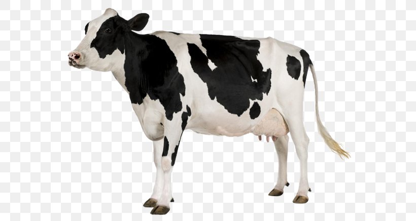 Holstein Friesian Cattle White Park Cattle Baka Goat Dairy Cattle, PNG, 575x436px, Holstein Friesian Cattle, Baka, Calf, Cattle, Cattle Like Mammal Download Free