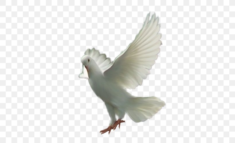 Pigeons And Doves Bird Domestic Pigeon Flight, PNG, 500x500px, Pigeons And Doves, Beak, Bird, Bird Flight, Columbiformes Download Free